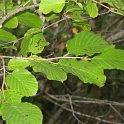 Rhamnus alpina subsp. alpina